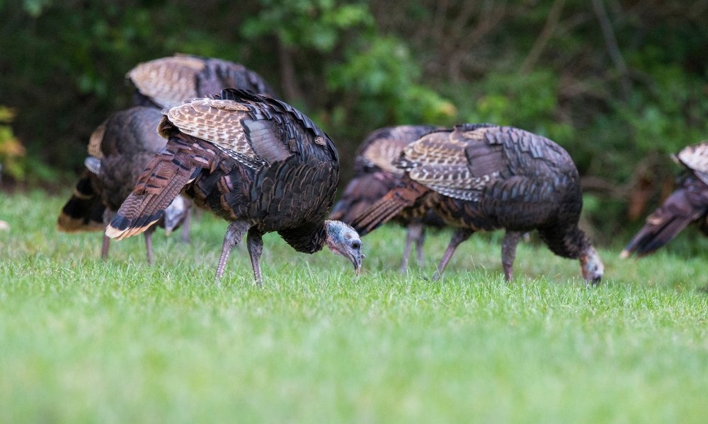 Wild Turkeys