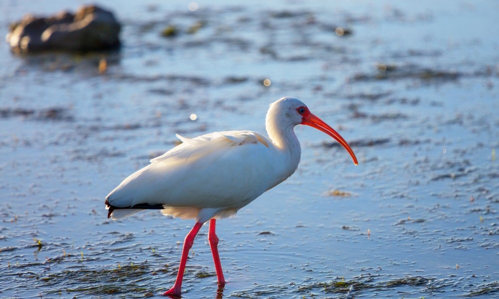 Ibis