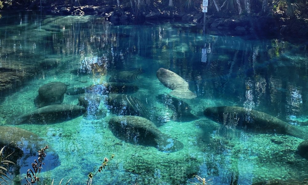 Manatees