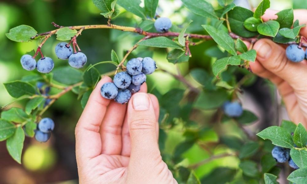 Blueberries