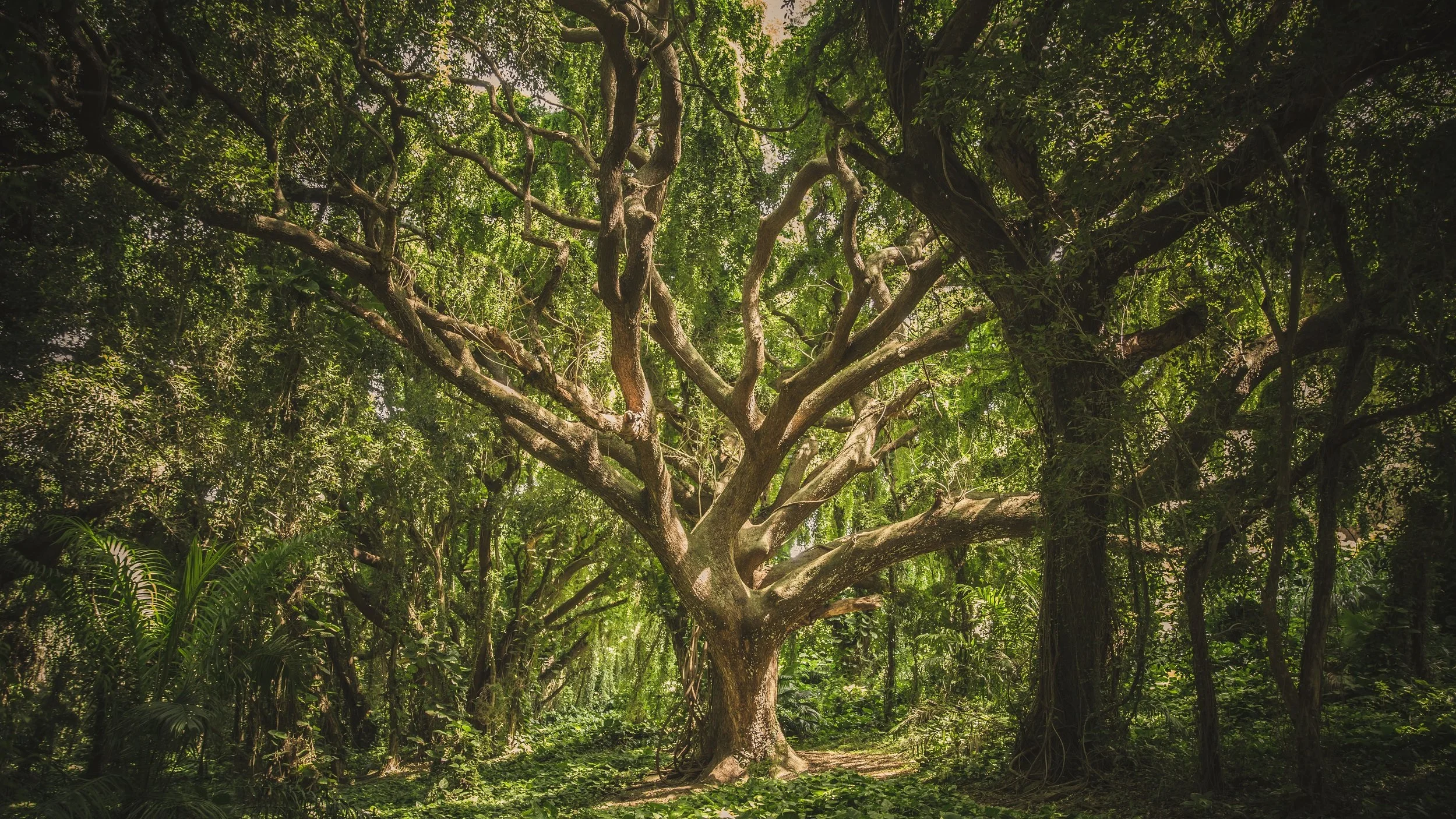 tree.jpg