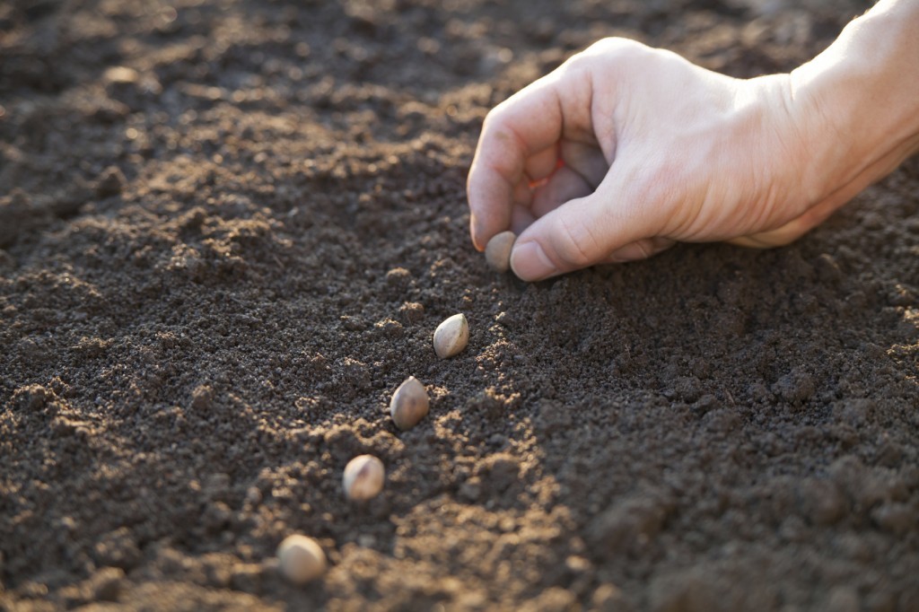 seed-sowing-1024x682.jpg