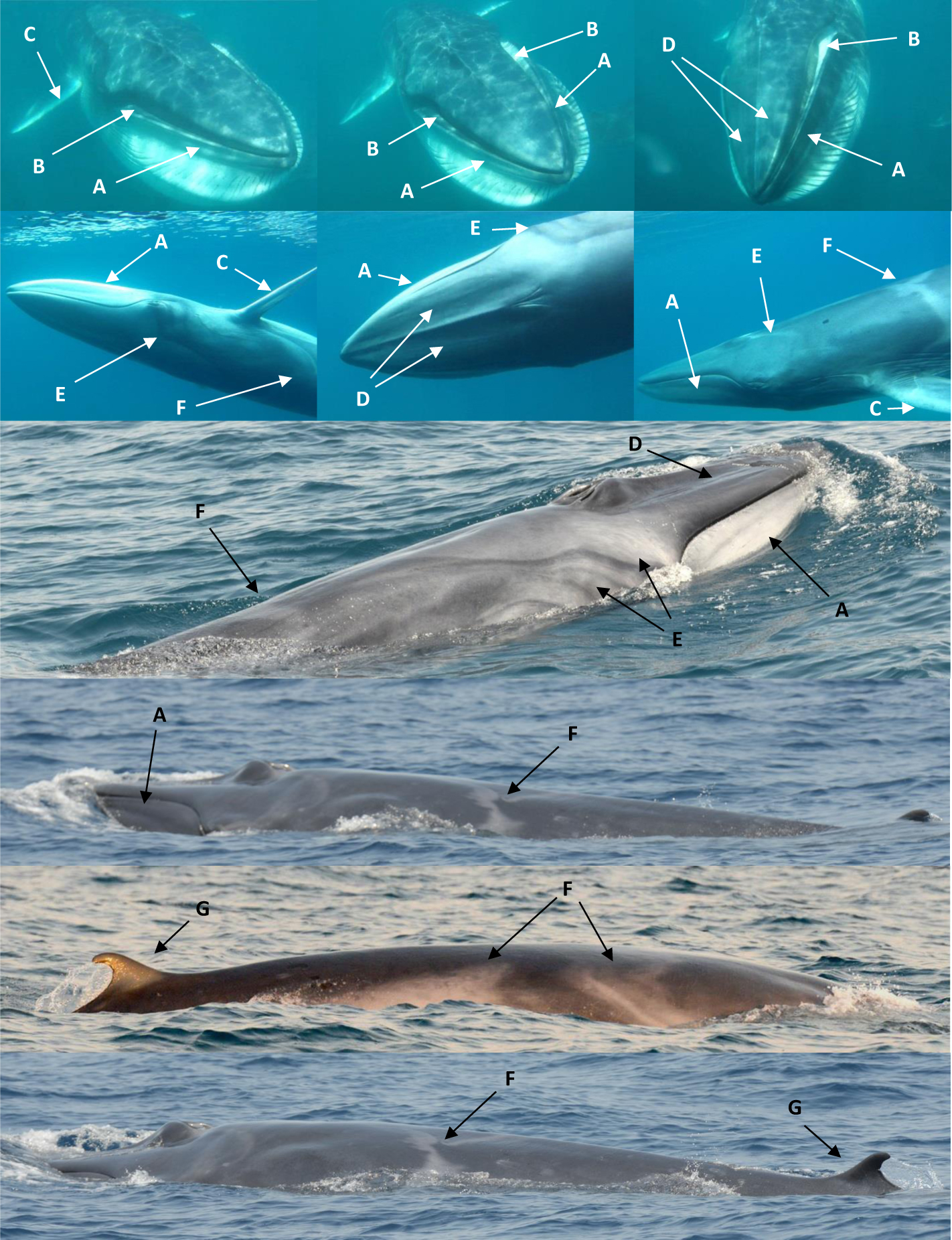 Adapted from Cerchio et al. 2015. R. Soc. open sci. 2, 150301 DOI: 10.1098/rsos.150301