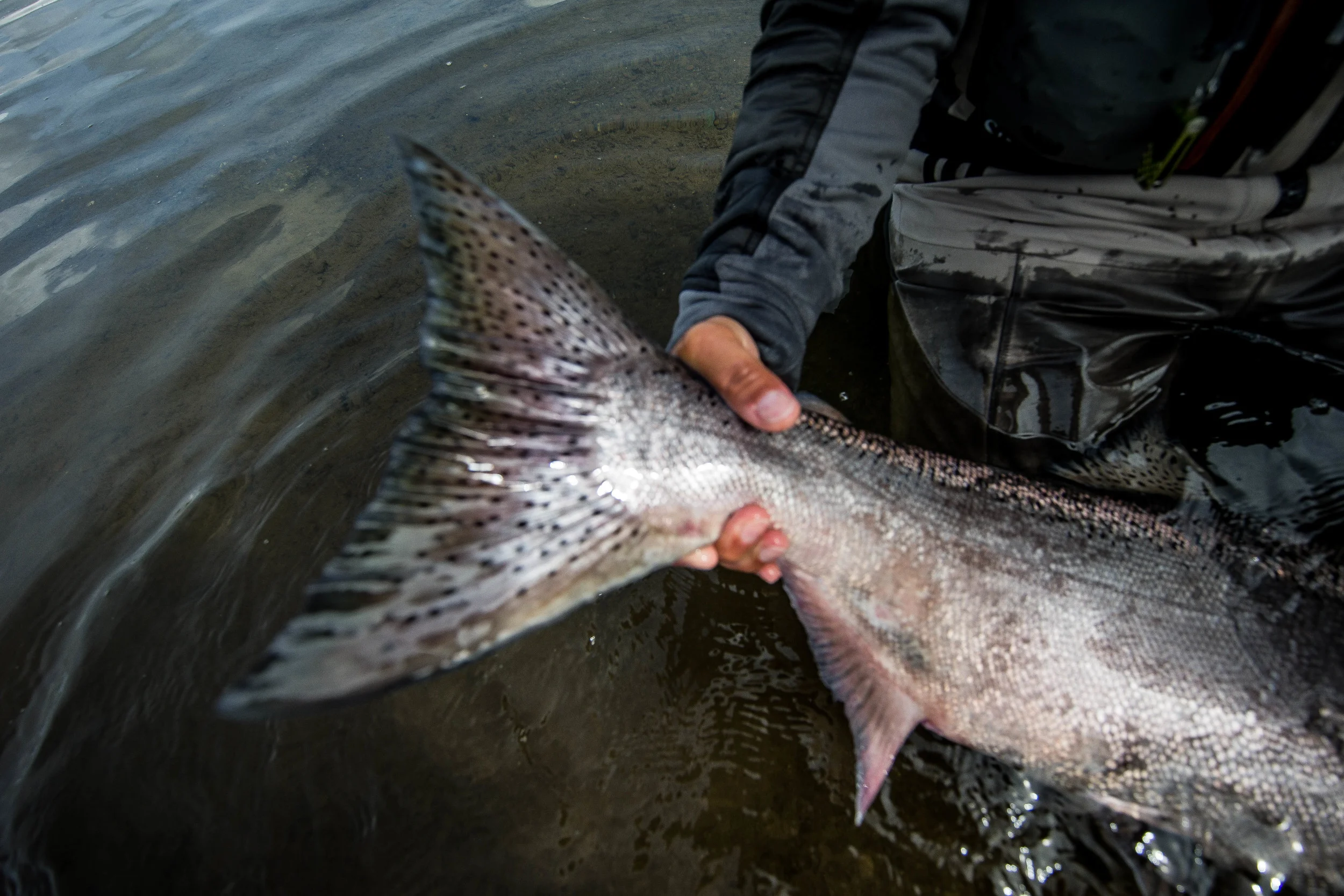 King Salmon