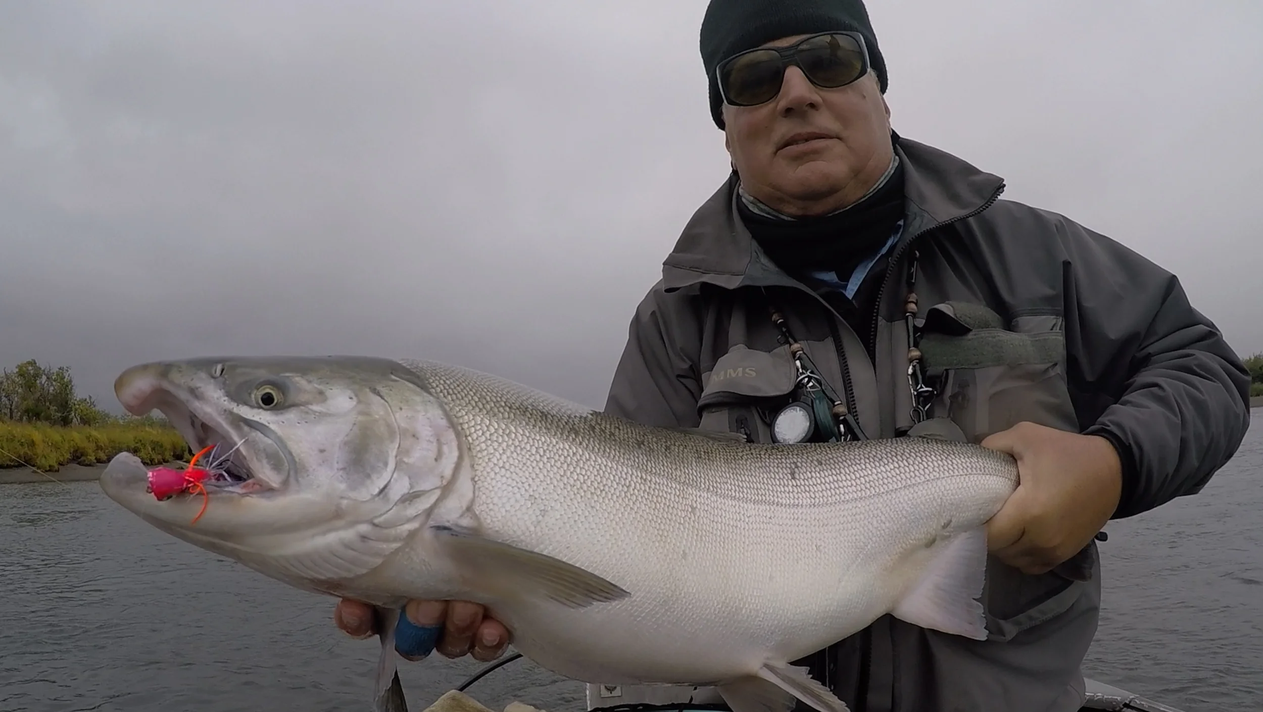 Coho Salmon