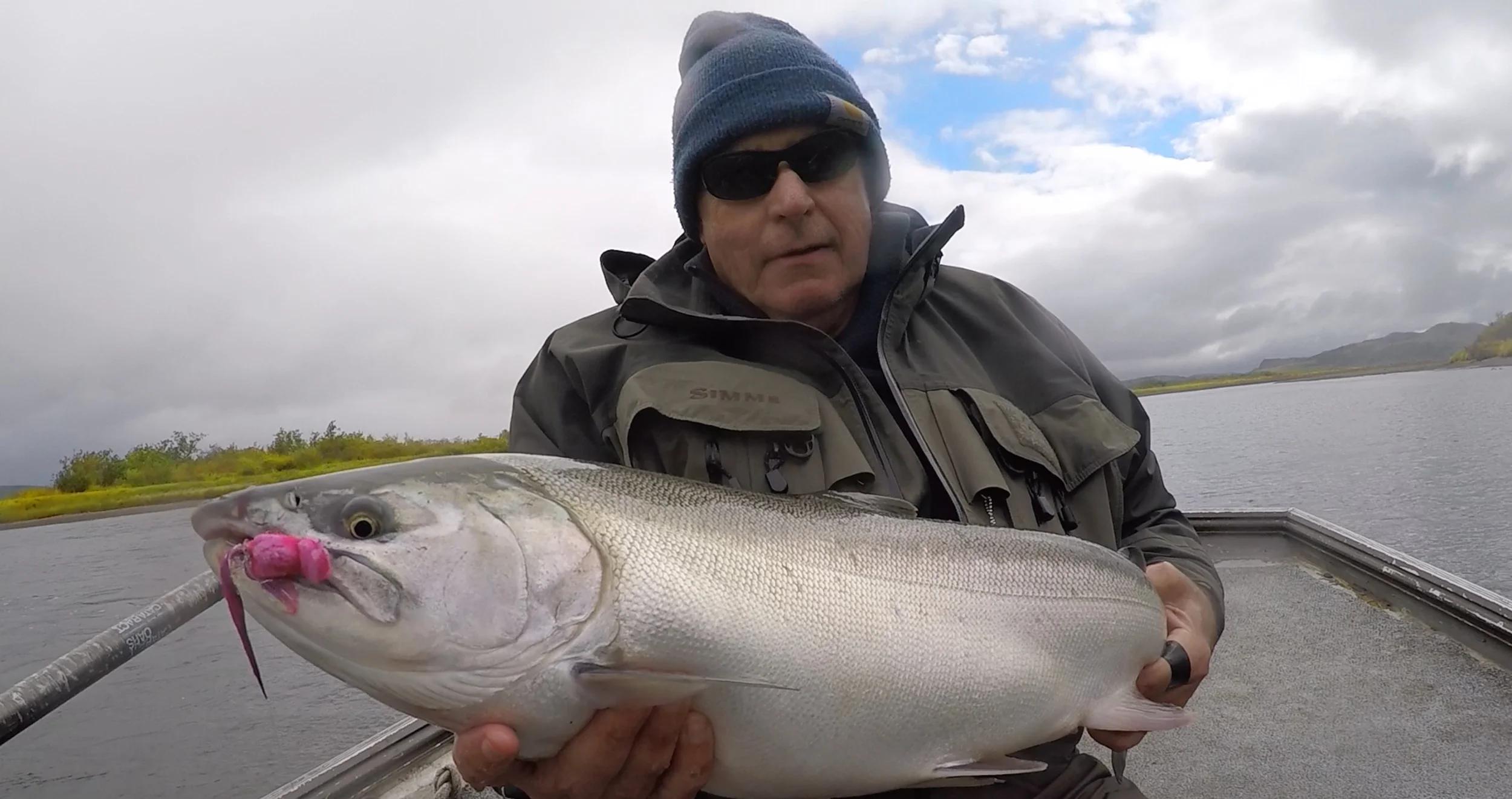 Coho Salmon