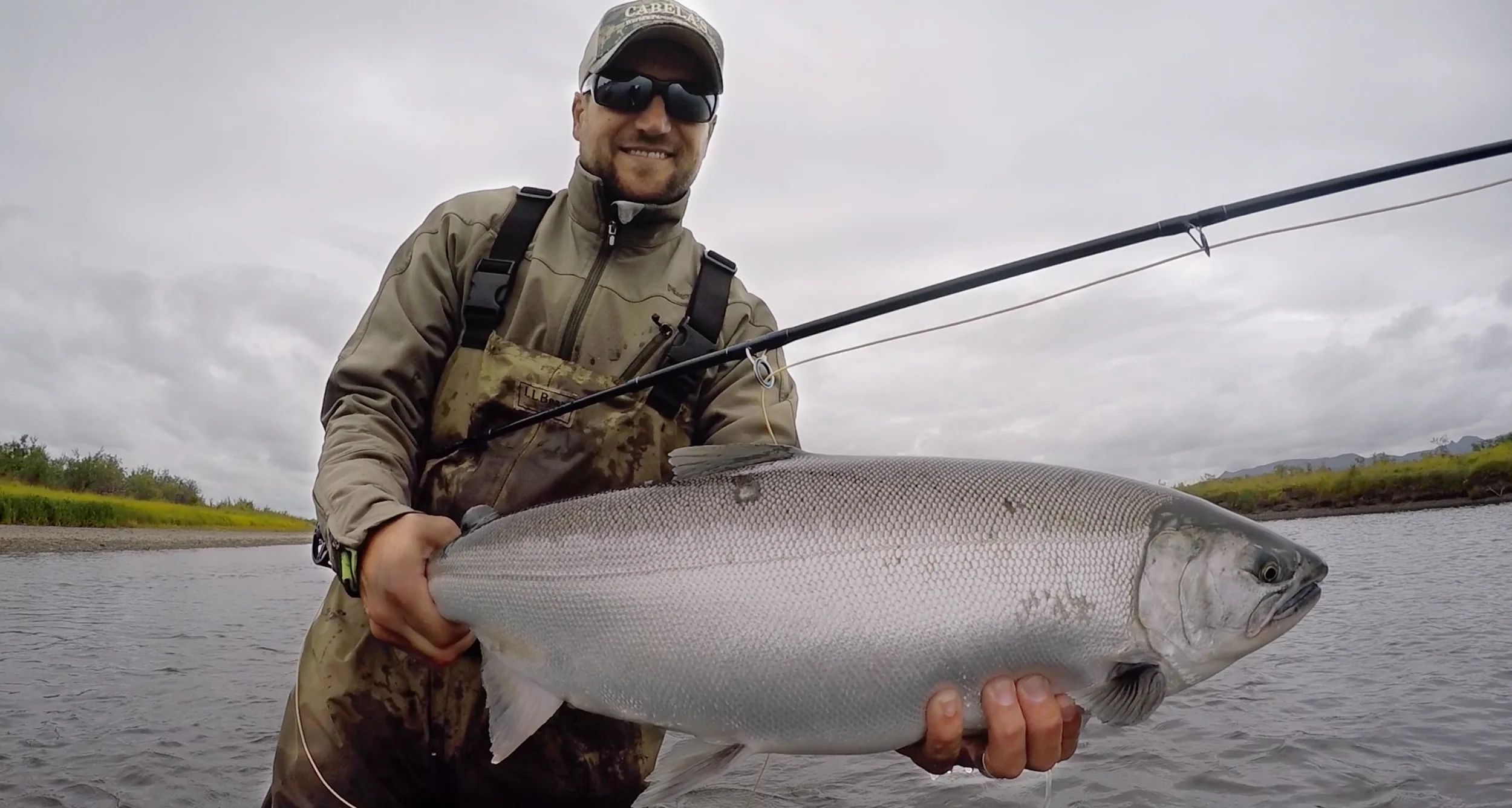 Coho Salmon