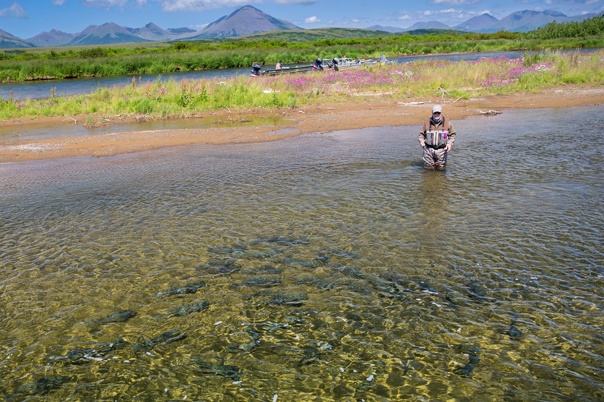 gary sockeye.jpg