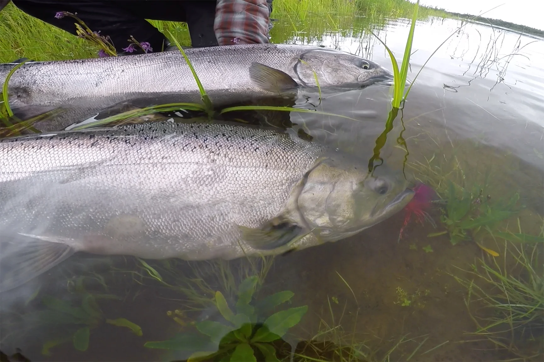King Salmon