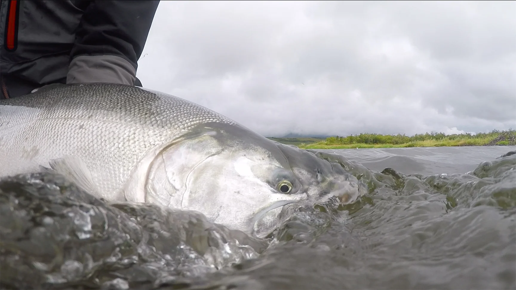 Coho Salmon