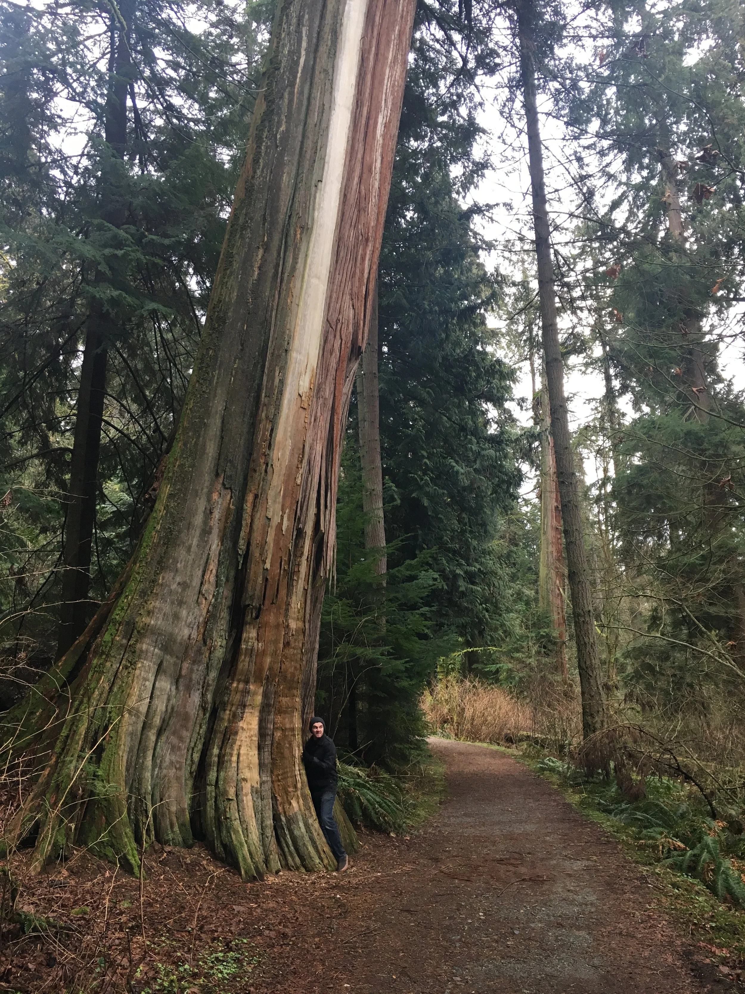 Stanley Park cont.