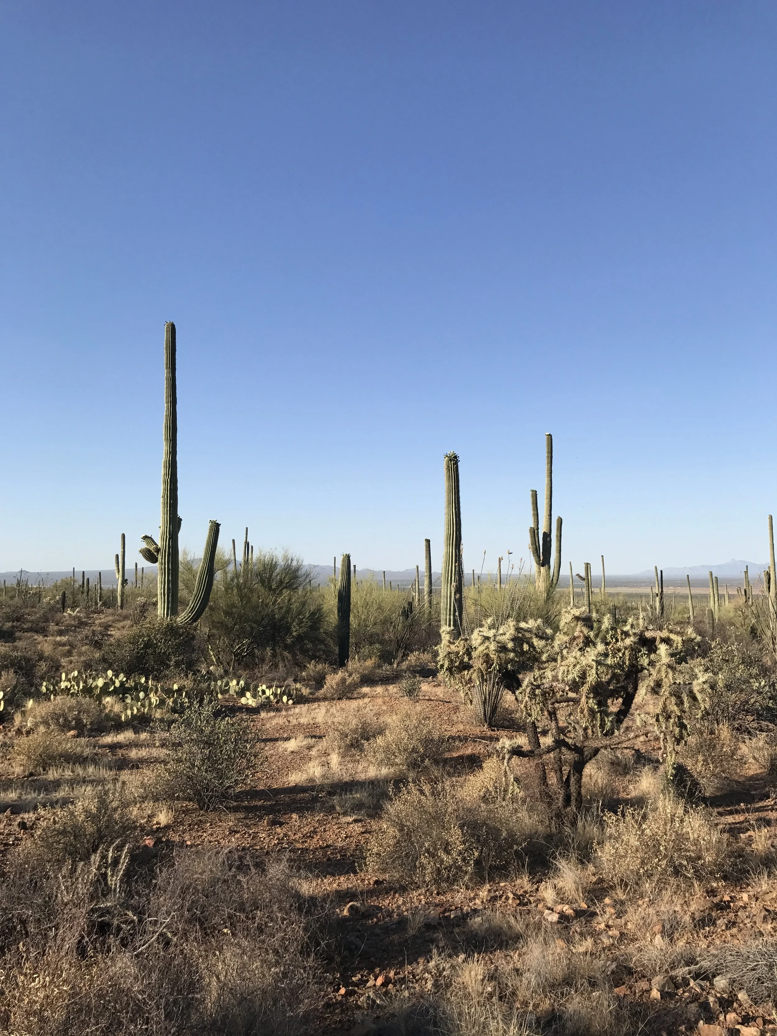 I think I took like 100 pictures of the same cactus. 