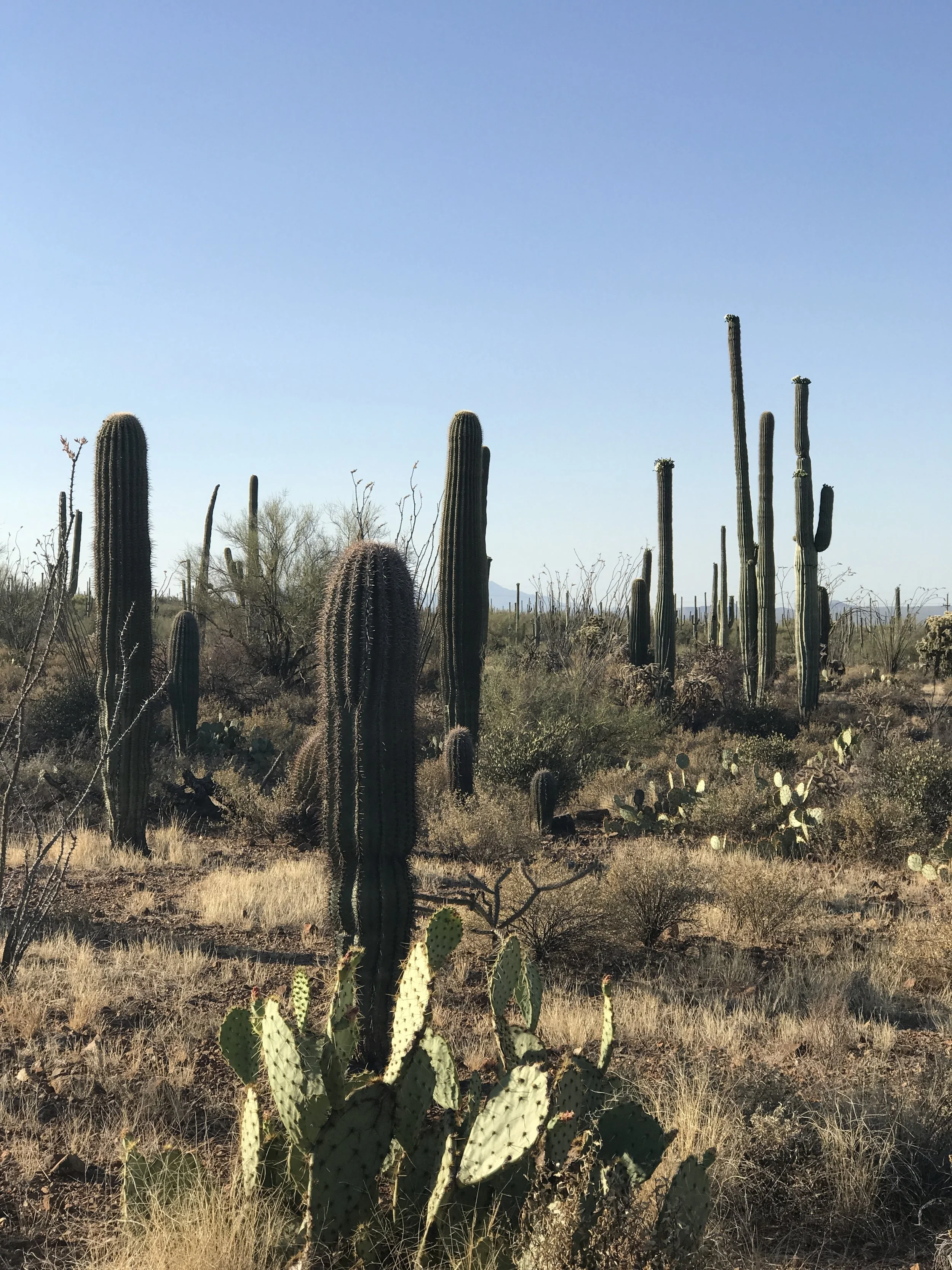 Cactus cont. 