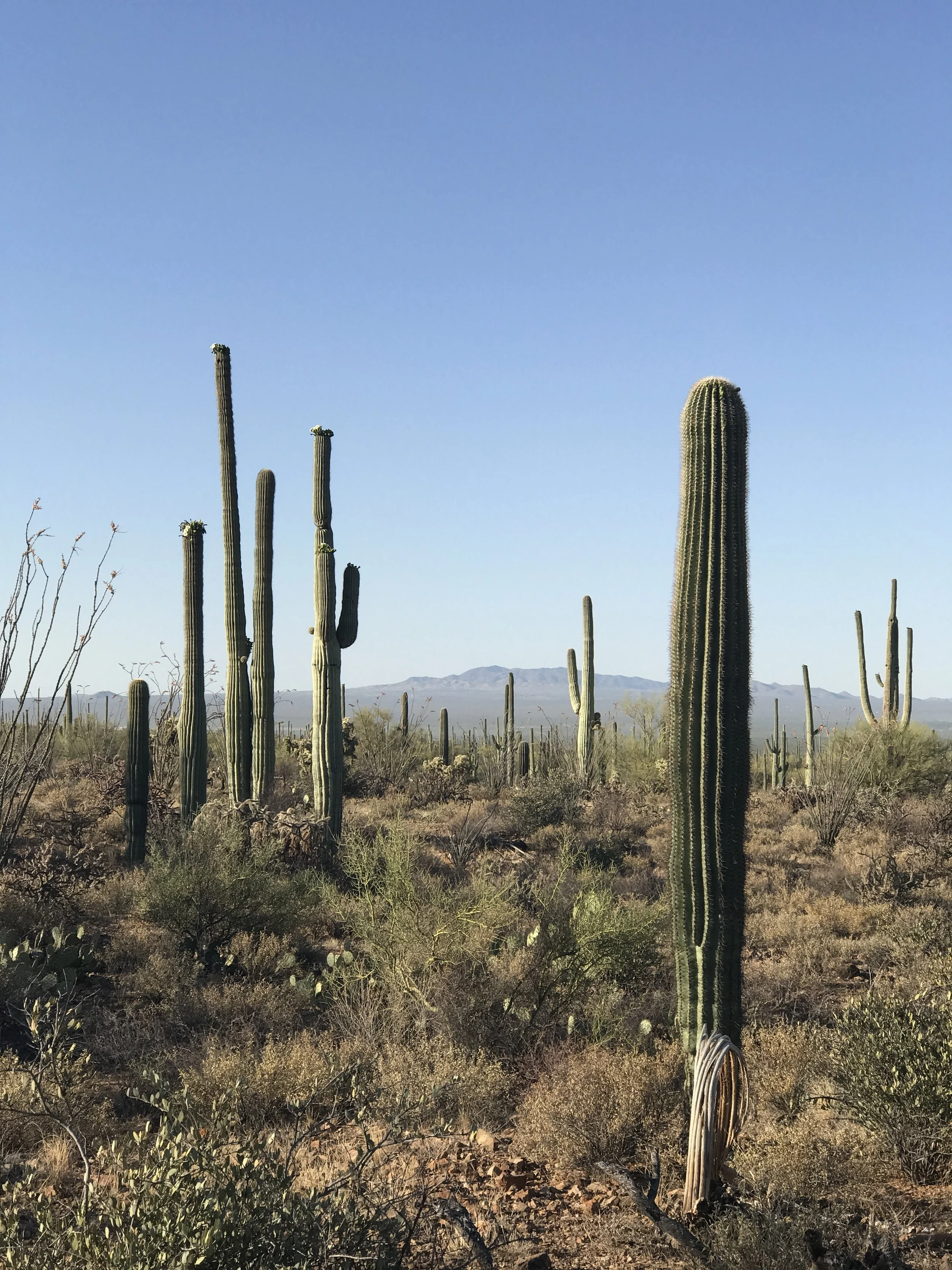More cactus. 