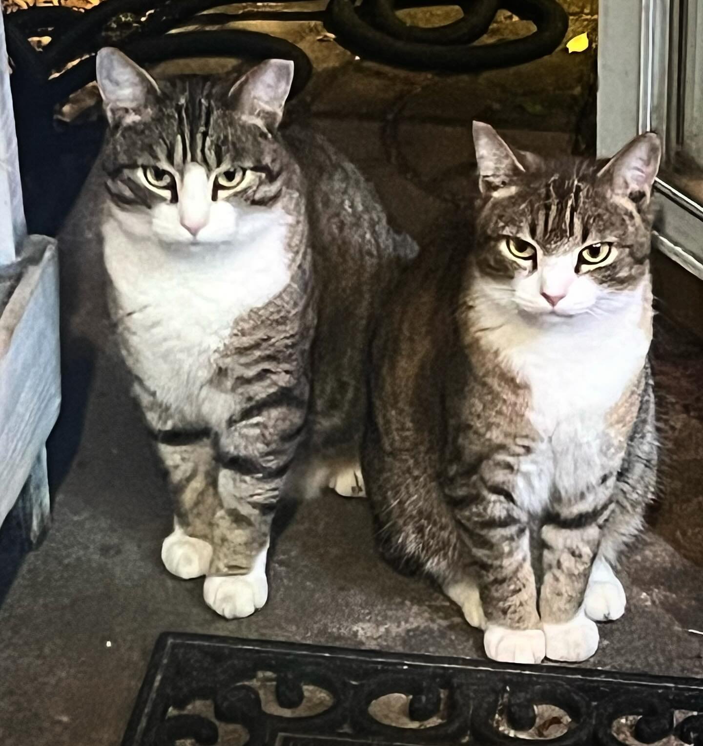 The dinner time shake down. How many treats have y&rsquo;all wrangled out of us today? Little thugs😻#badkitty #mealtimefun #meow