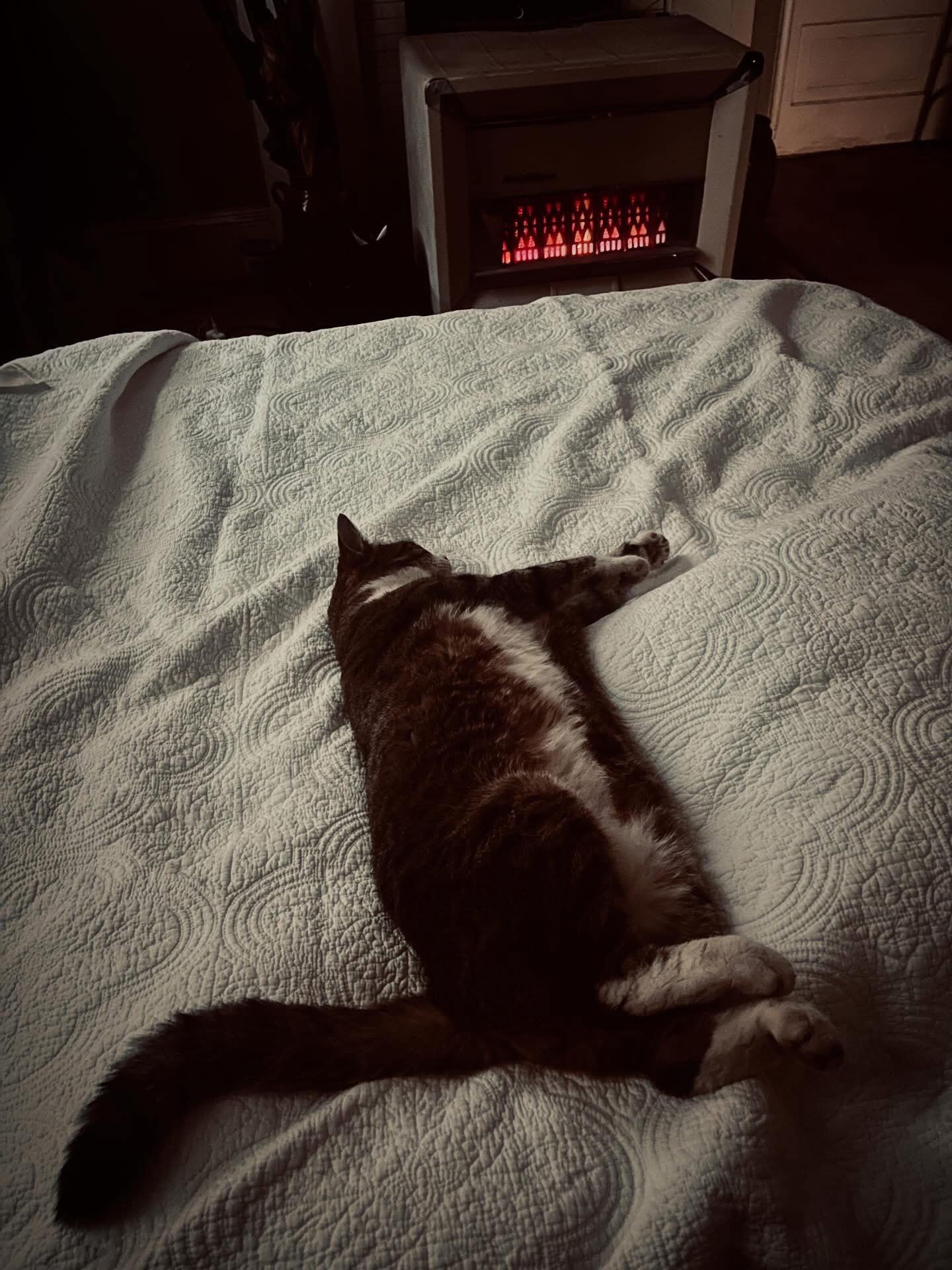 Happy Sunday!!!😻#kittycanrelax #sundaymood☀️