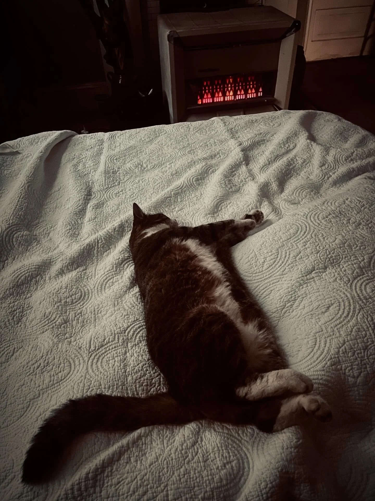 Happy Sunday!!!😻#kittycanrelax #sundaymood☀️