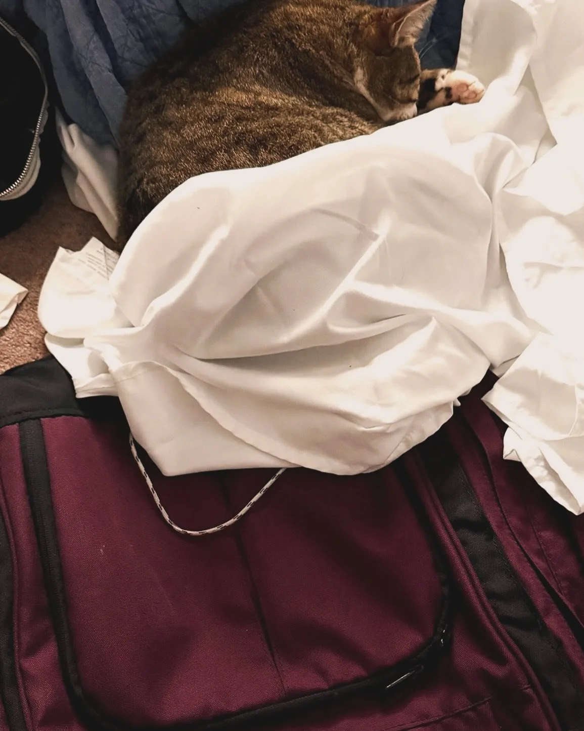 Obviously I can&rsquo;t pack now😻😻😻