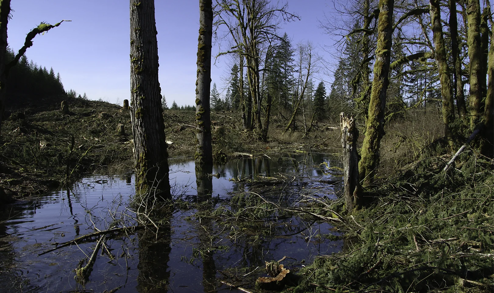 Upstream at Icy Creek