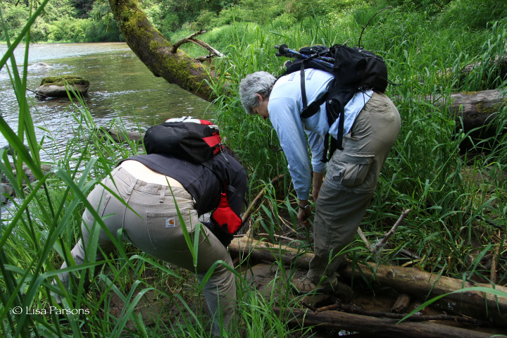 Inspecting Critter Prints