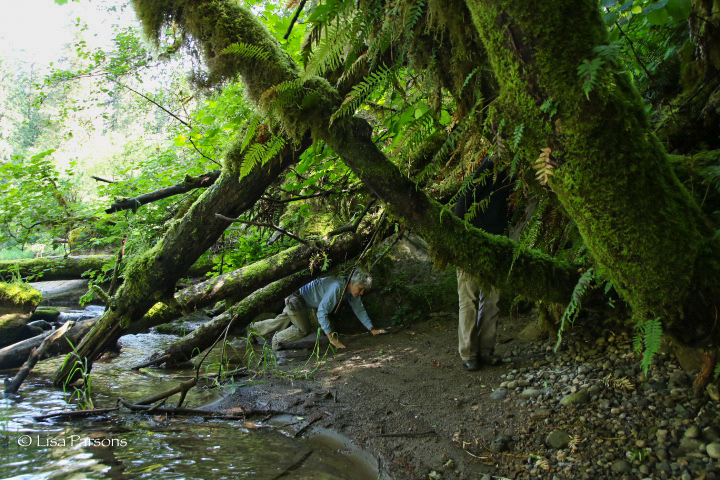 Crawling Under Branches