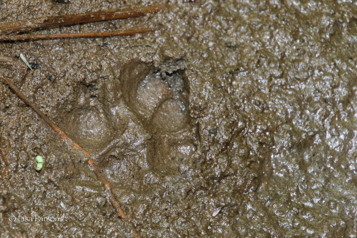 Coyote Prints