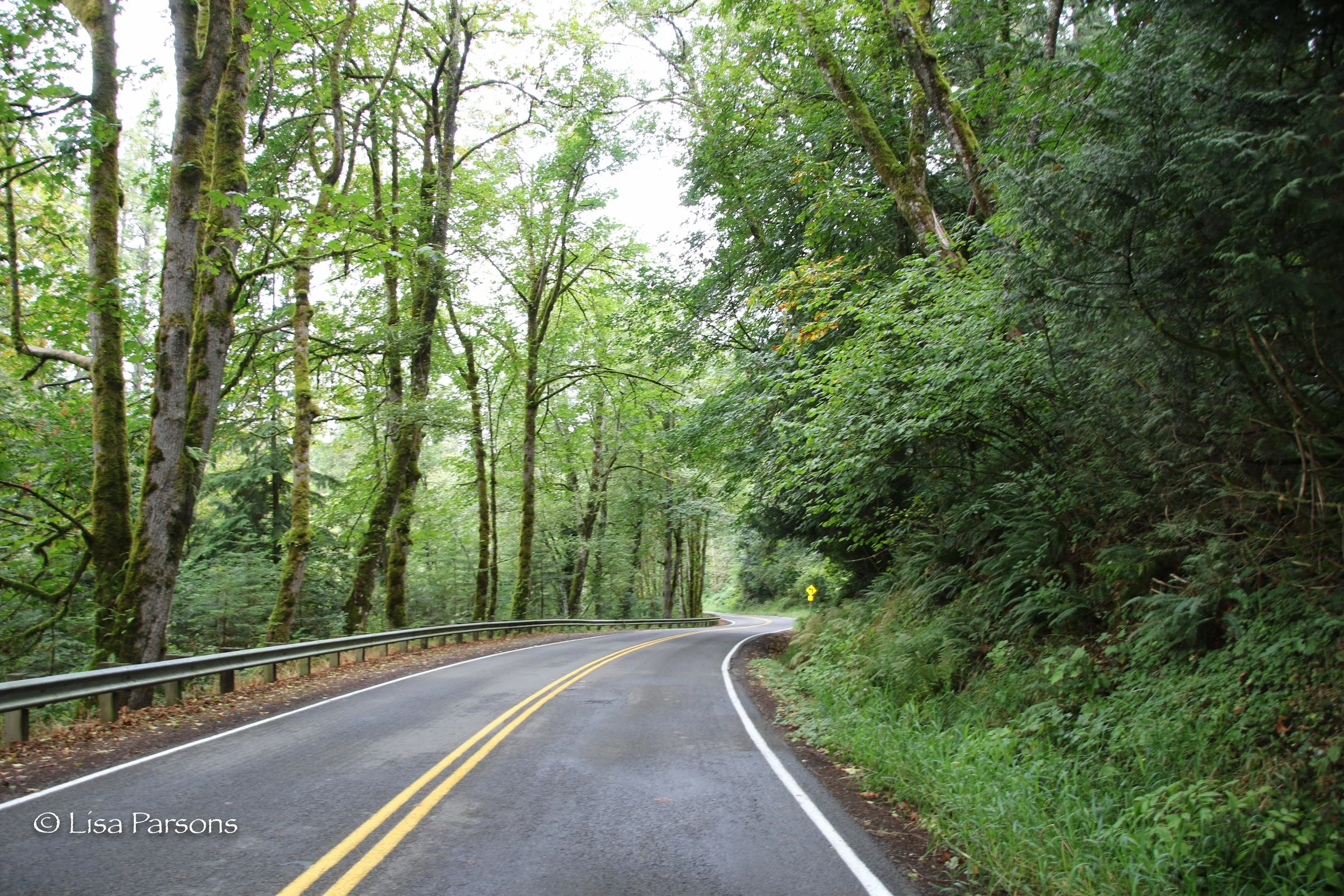 Forest Lined Road