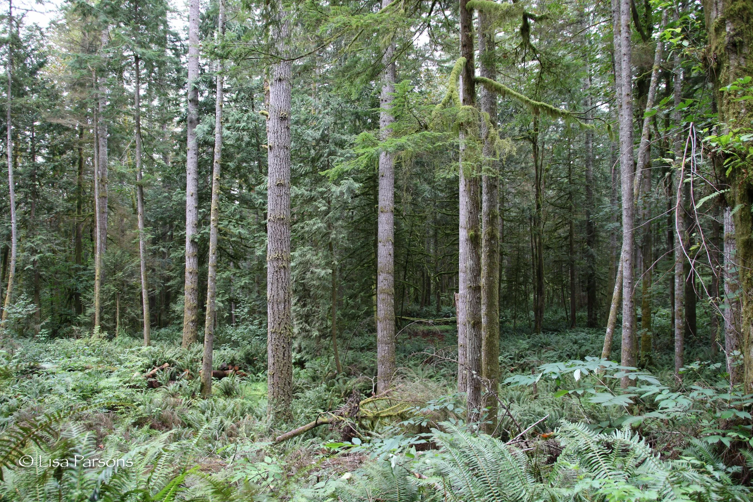 Mature Forest