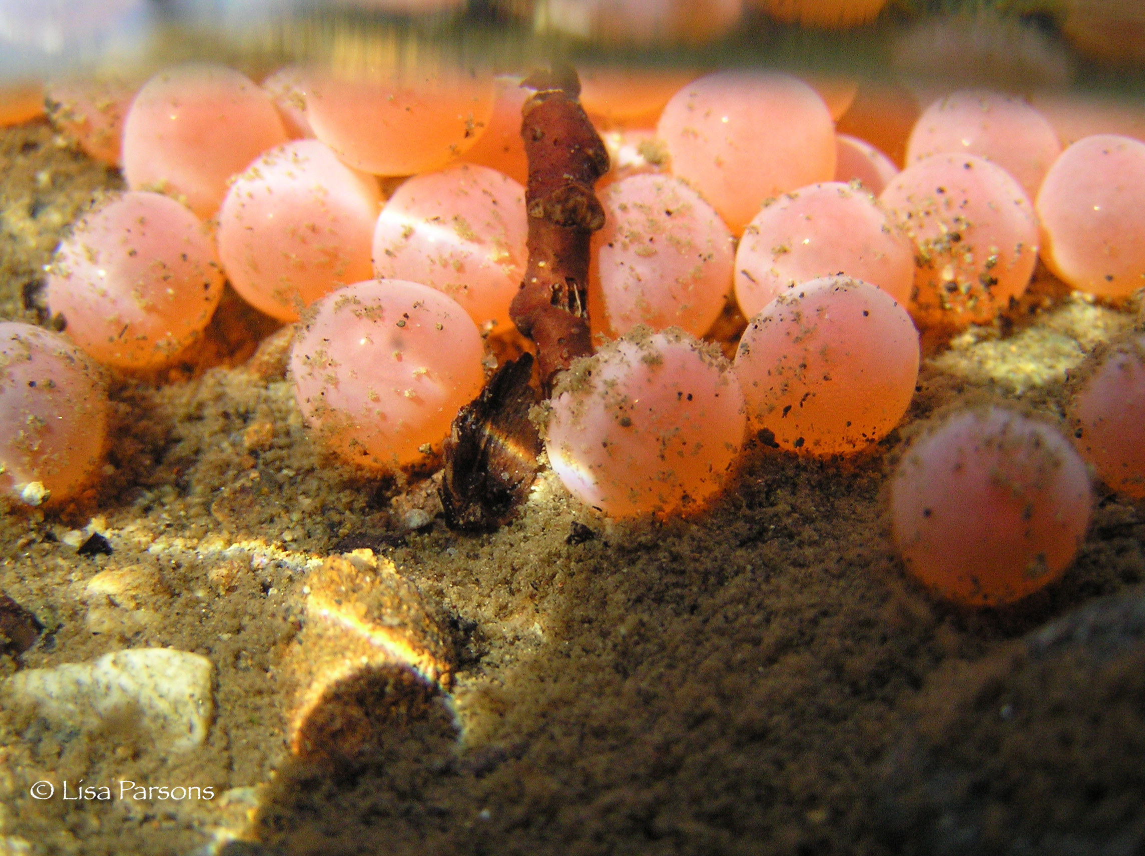 Salmon Eggs in Icy Creek