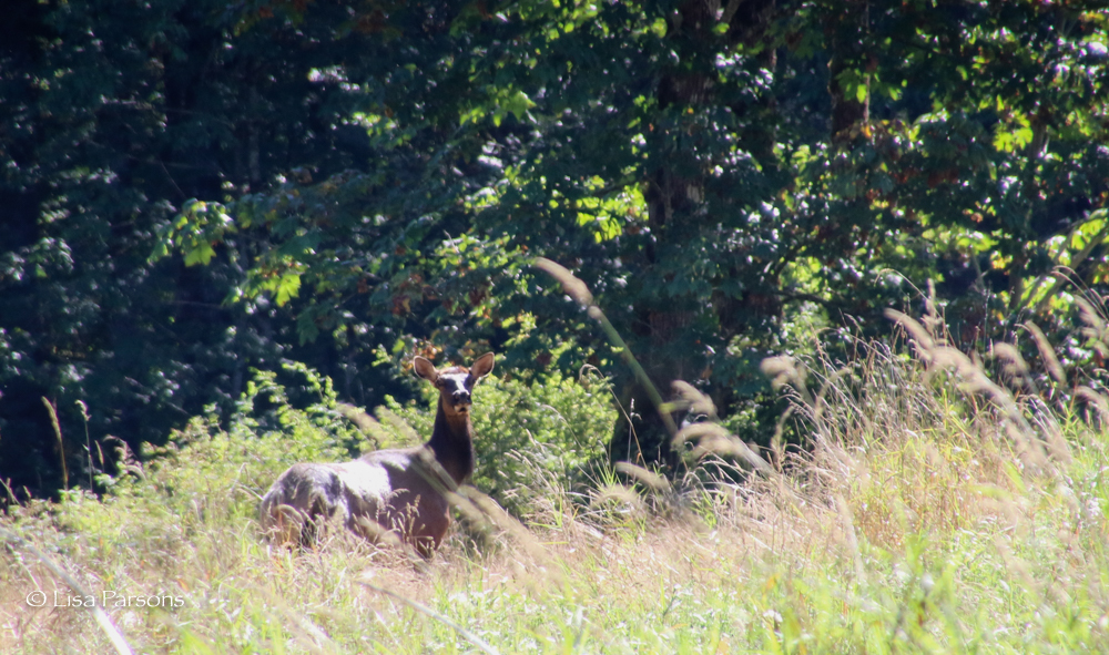 Elk at Green River Natural Area
