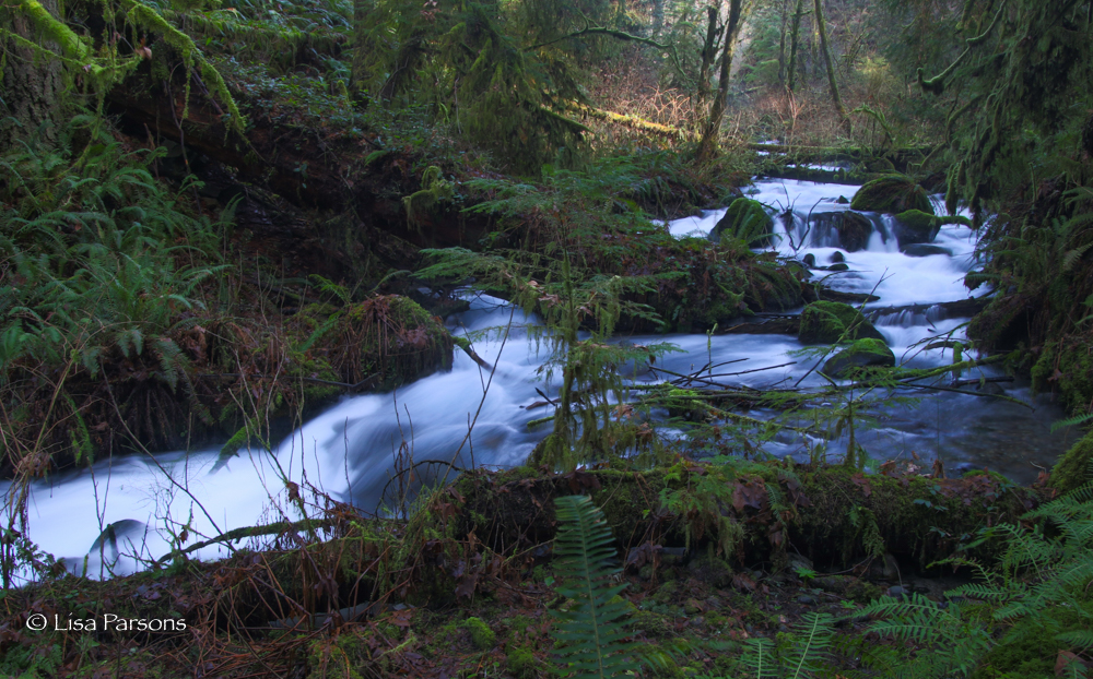 Middle Forested Icy Creek