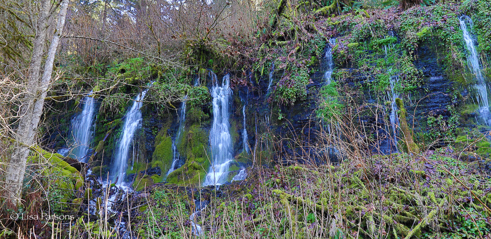 A Wall of Other Springs at Icy Creek