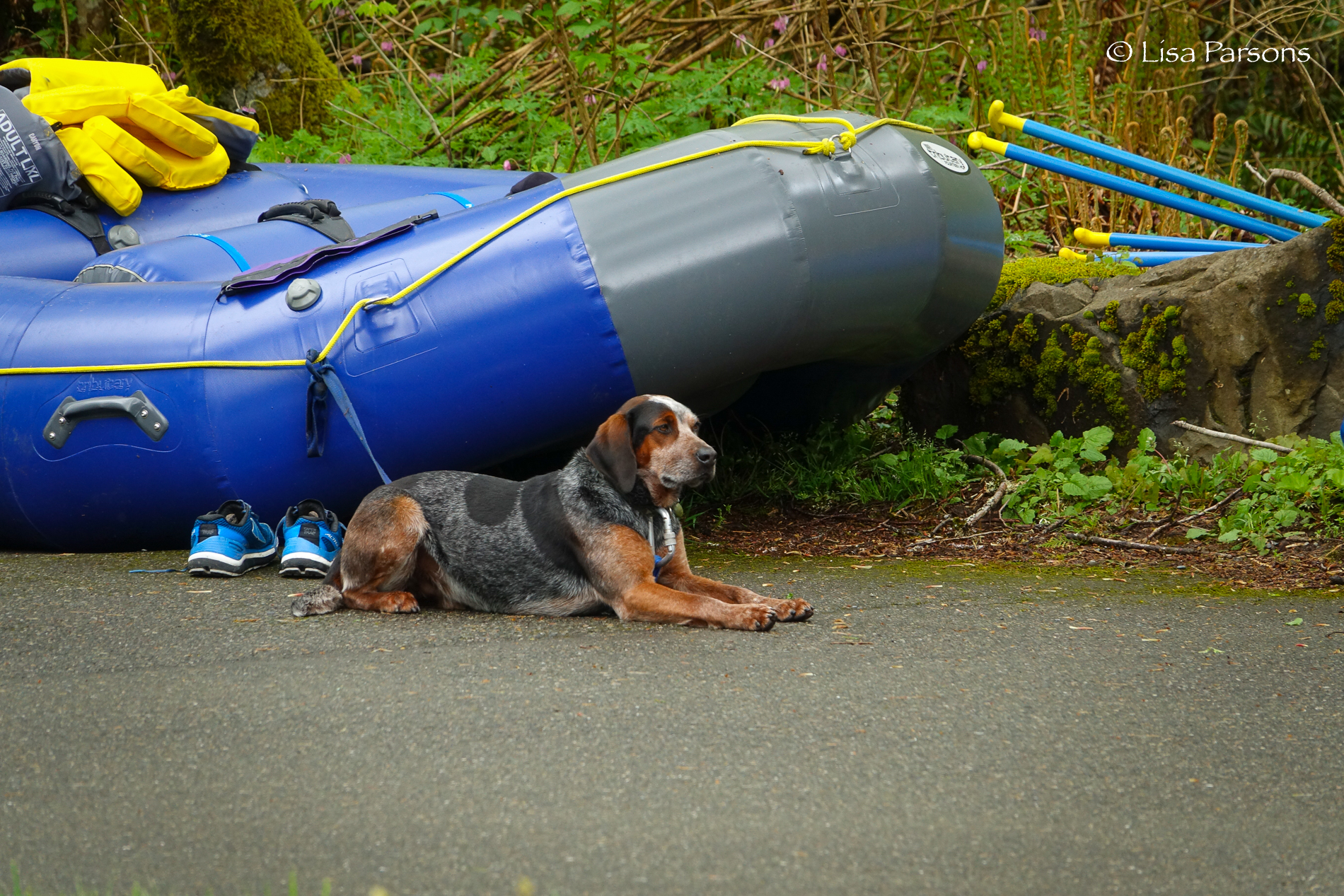 River Dog