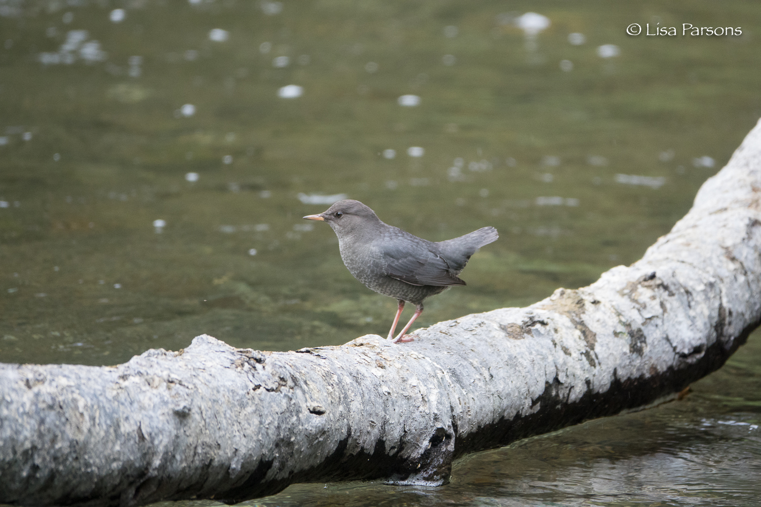 Water Ouzel