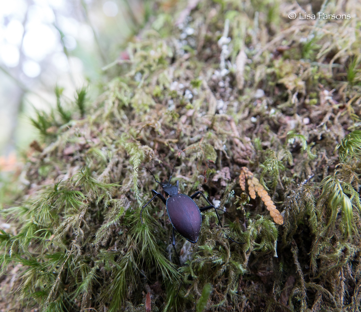 Beetle on Moss