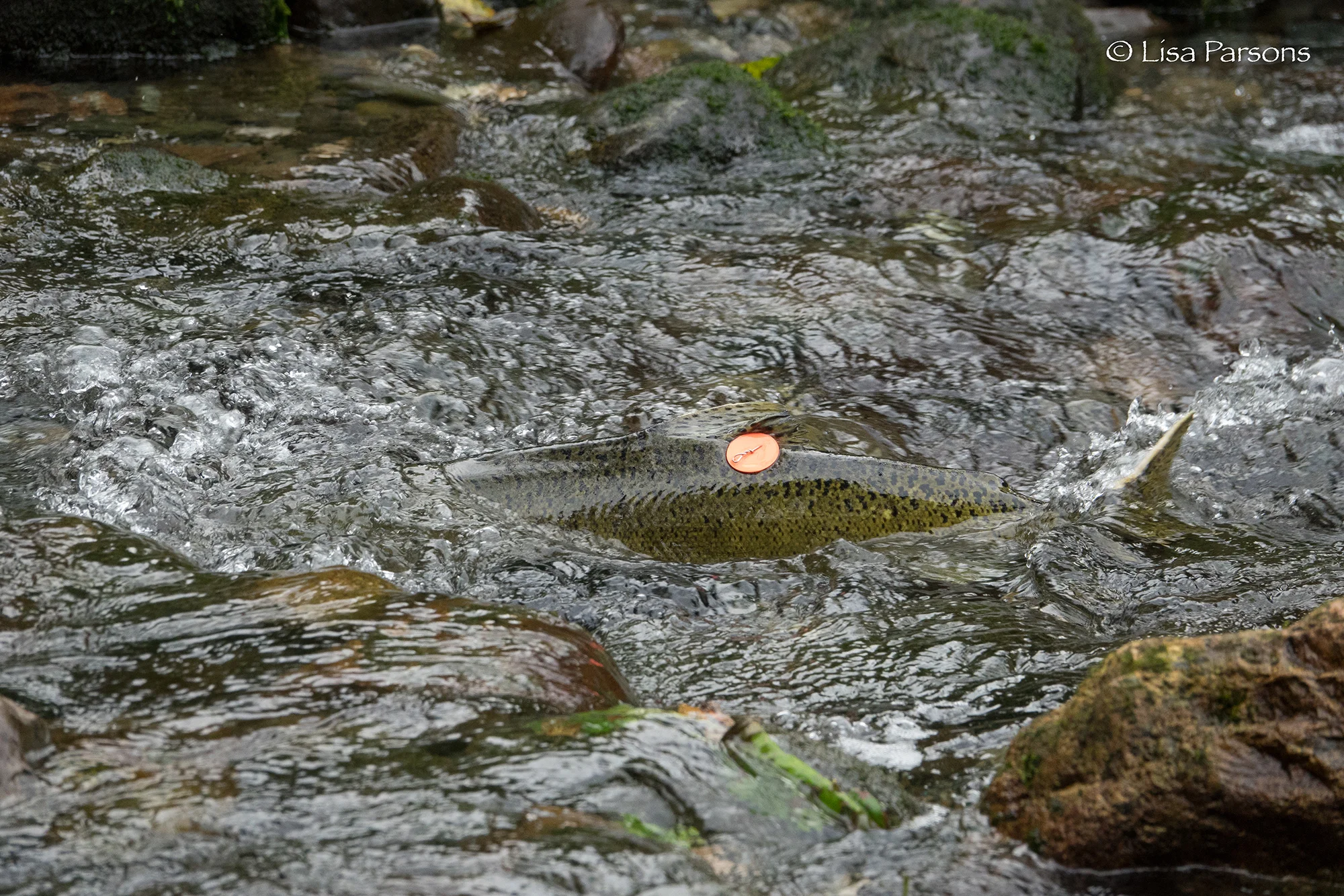 Hatchery Fish