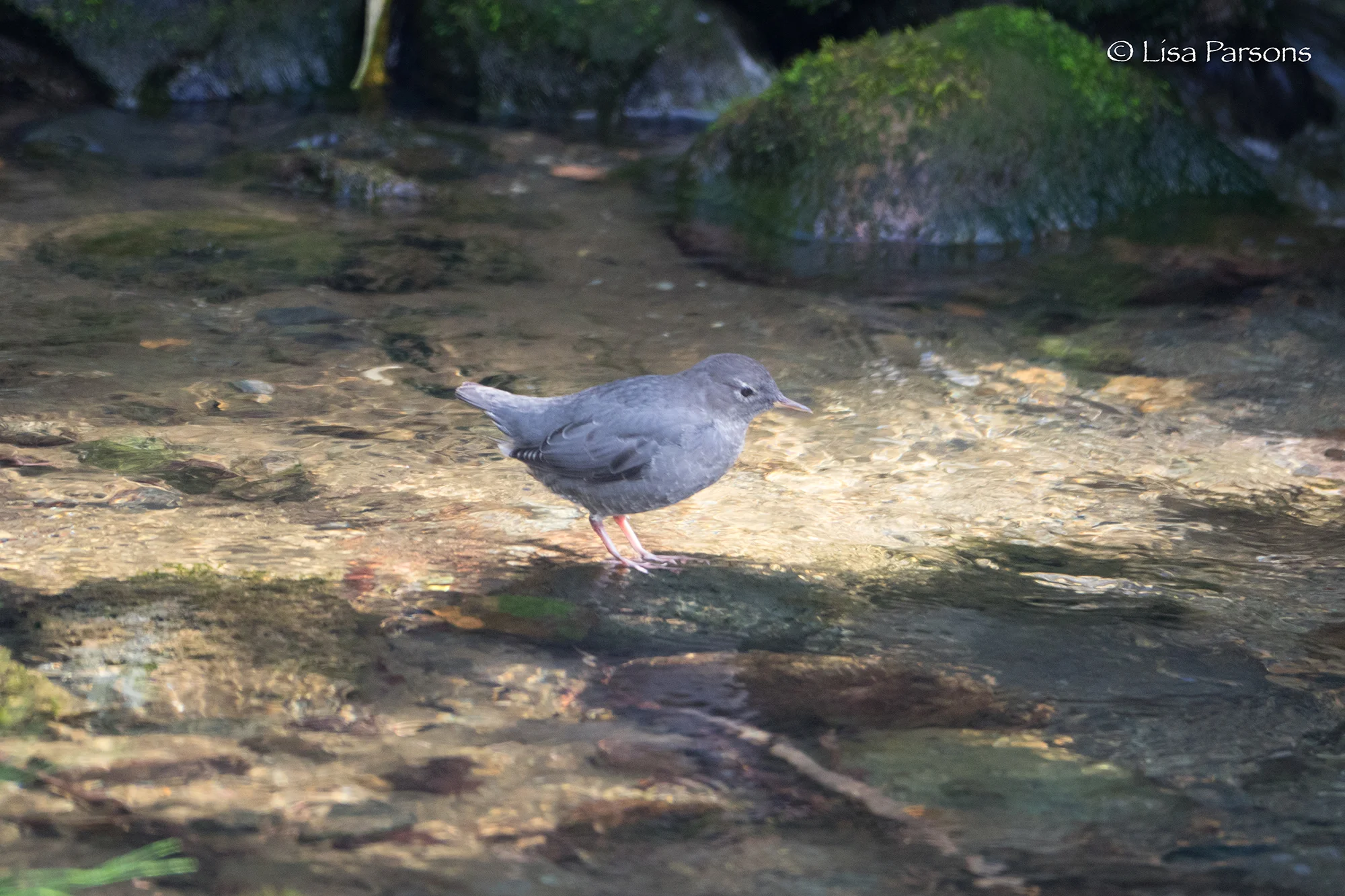 Water Ouzel in Icy Creek