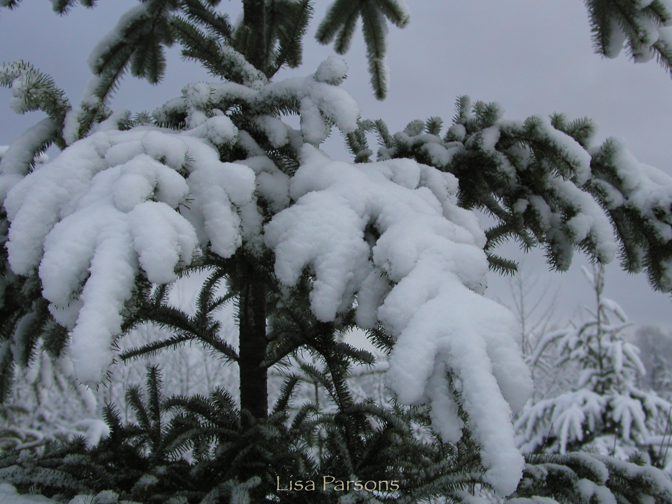 Snow Covered Douglas Fir
