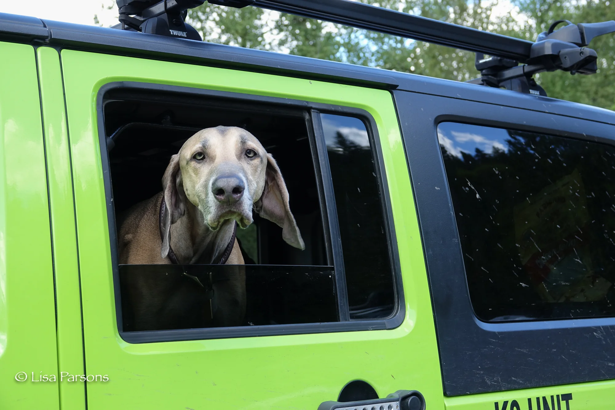 Even dogs love the Green River Gorge
