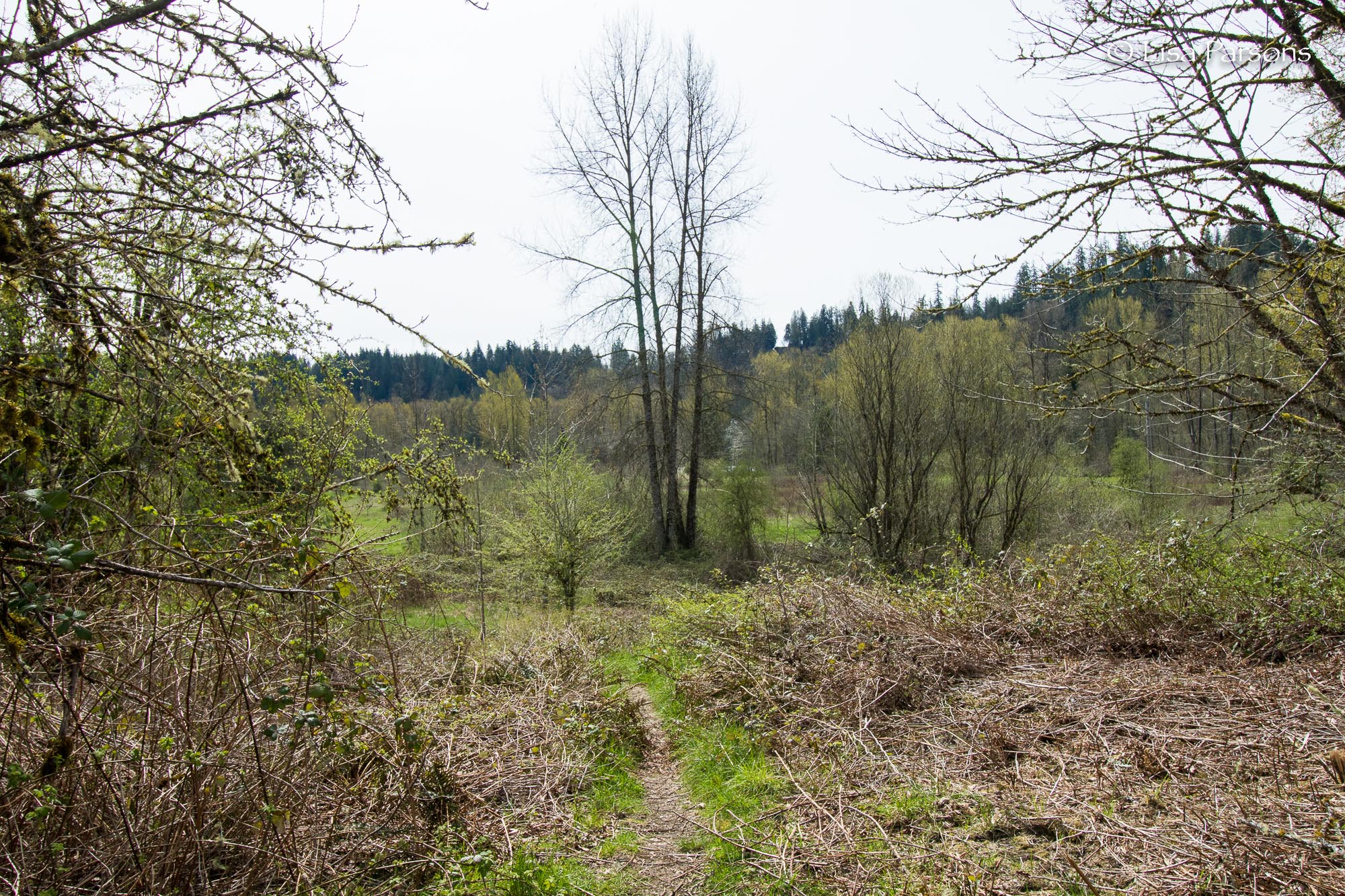 Primitive Trail