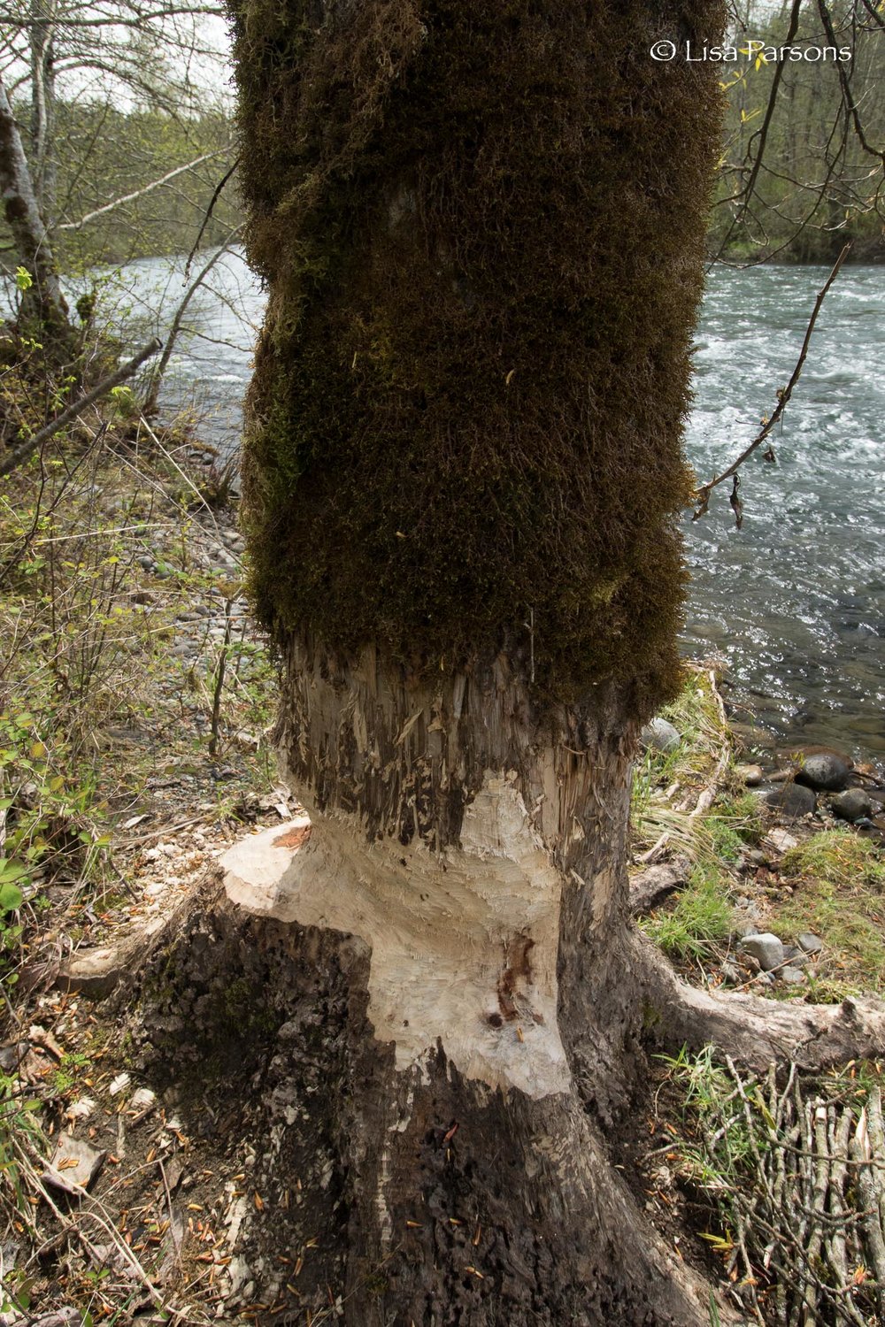 Busy Beaver Signs