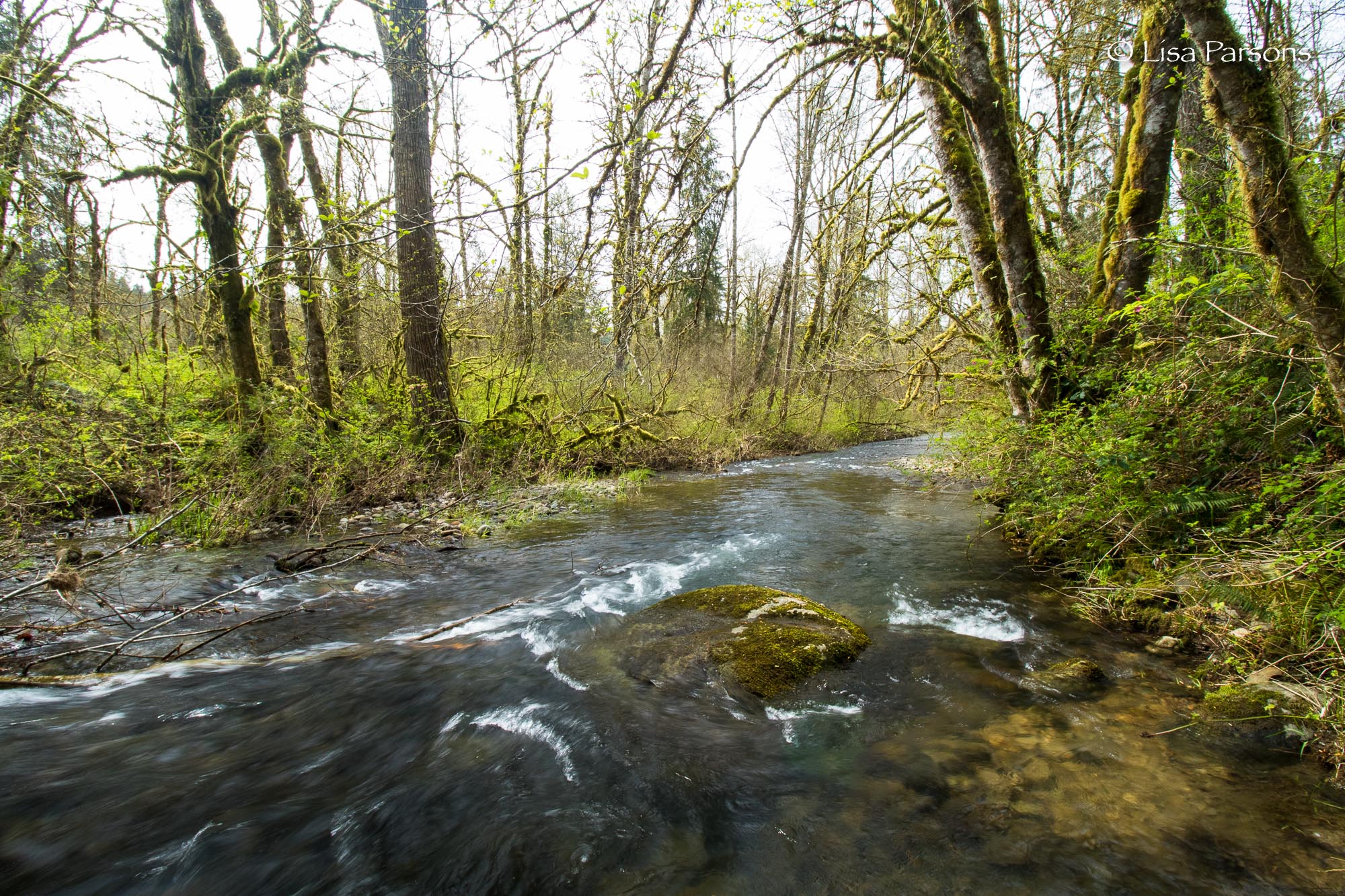 Large Stream and Wetland to the East