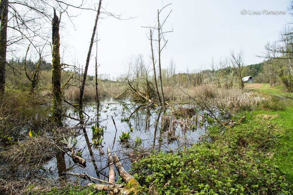 Wetland