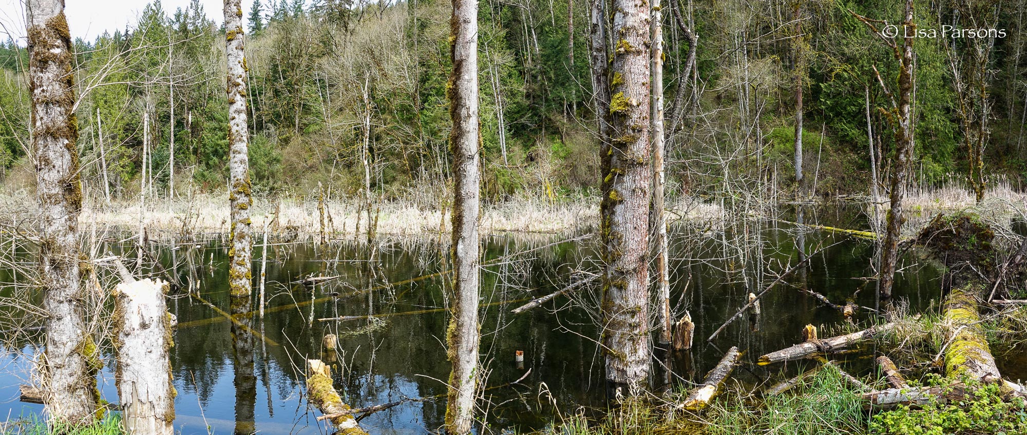 More Wetland Along Forest Edge
