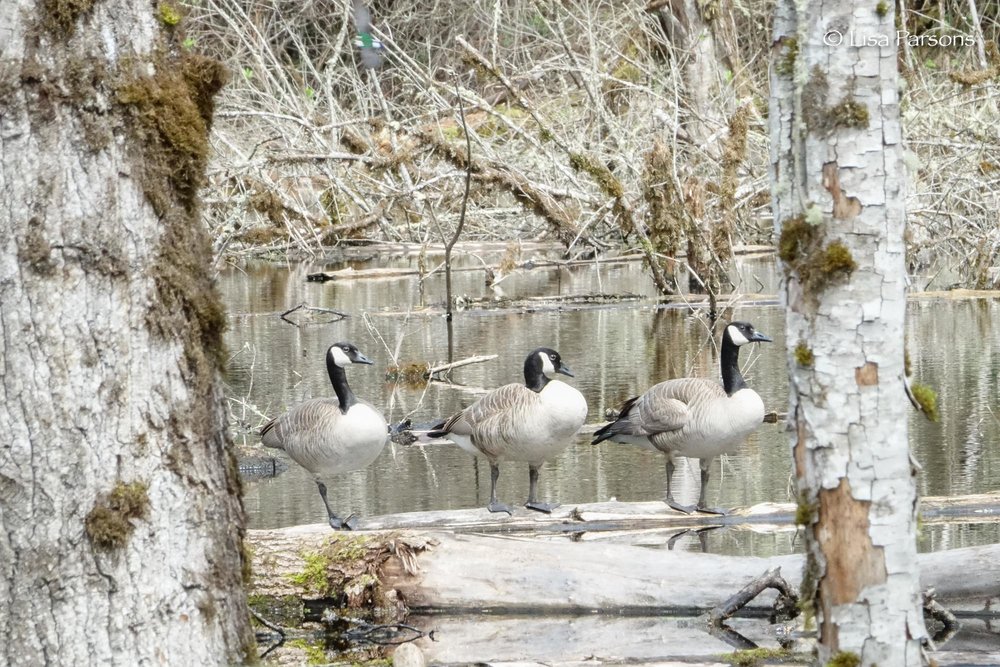 Geese Enjoying the Solitude