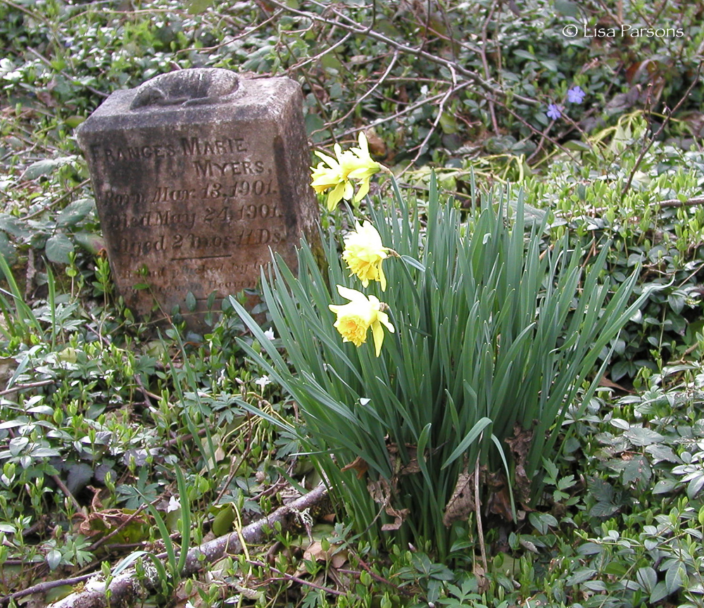 Spring Daffodils at Cemetery