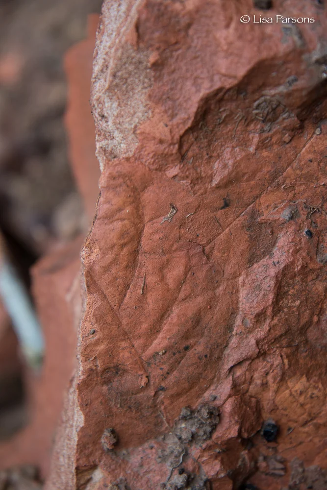 Sedimentary Leaf Prints in Sandstone