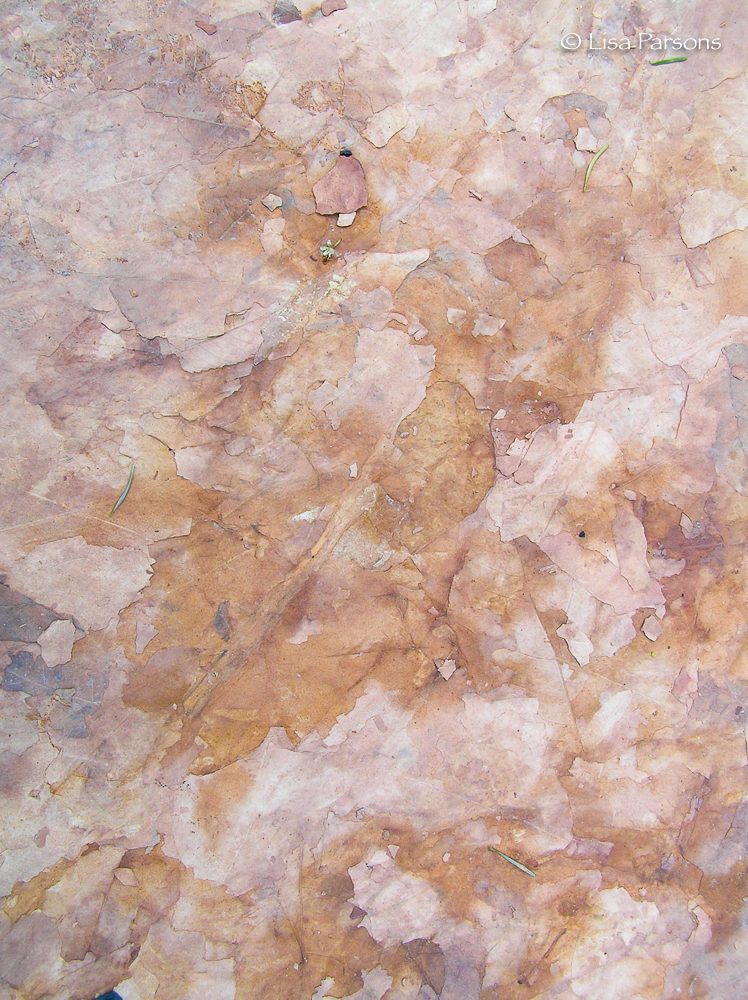Sedimentary Leaf Prints in Sandstone