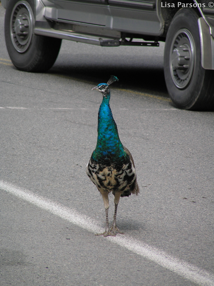 Peacock Crossing the Road Way