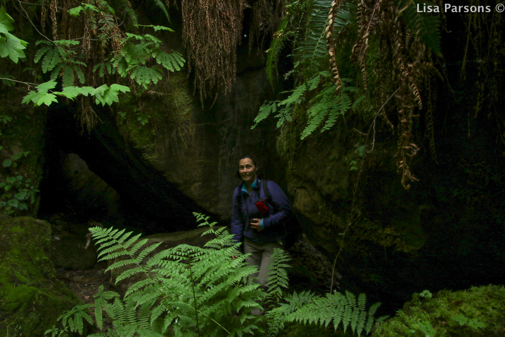 Giant Ferns